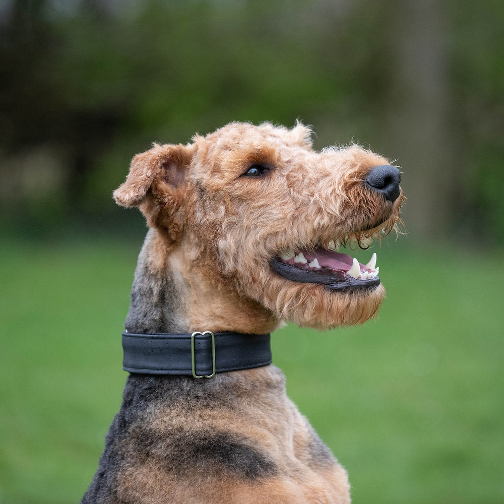 Martingale Dog Collar - Cork