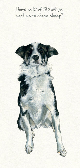 Scamp The Border Collie Card  – IQ
