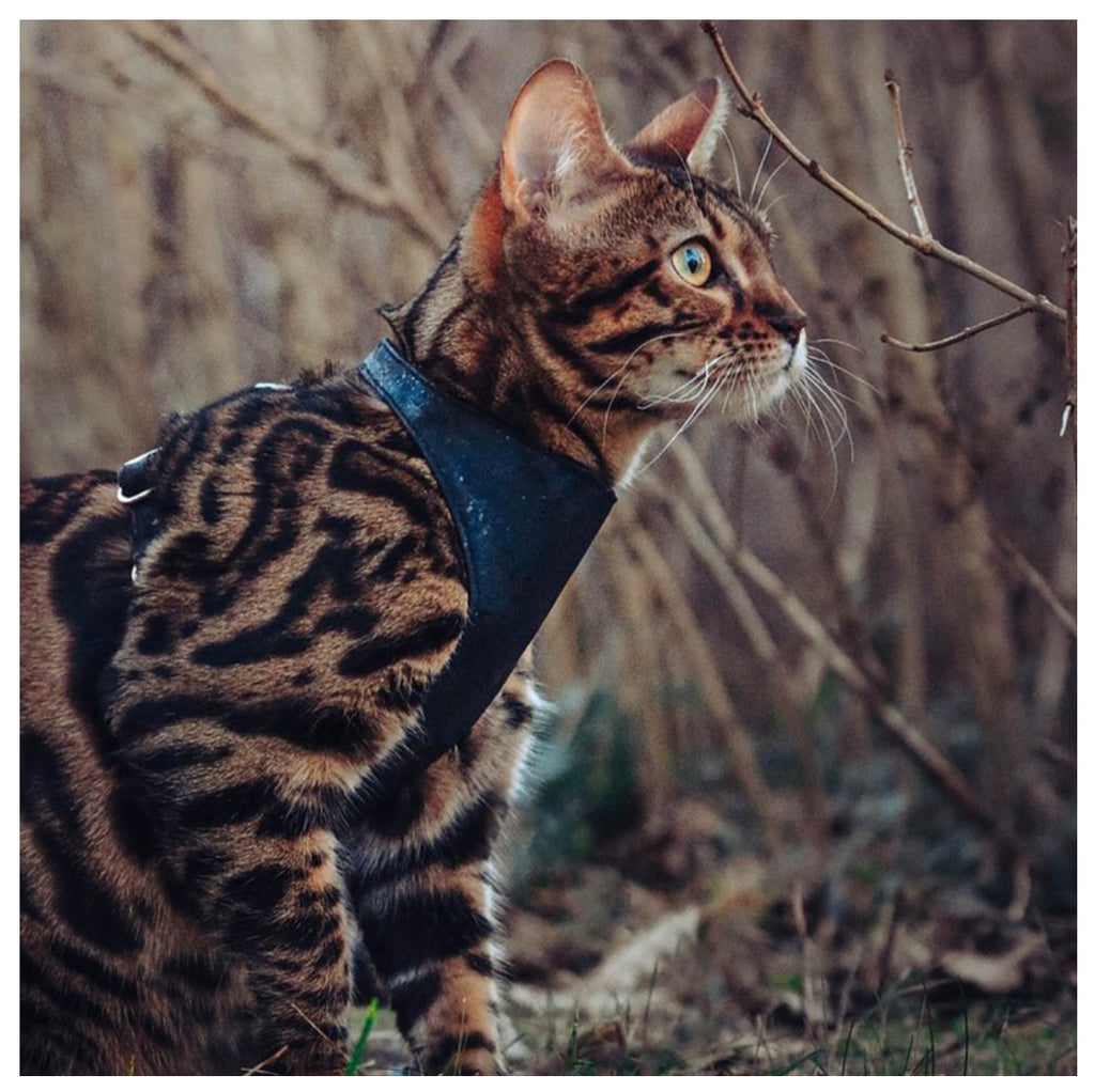 Cat Vest Harness - Cork