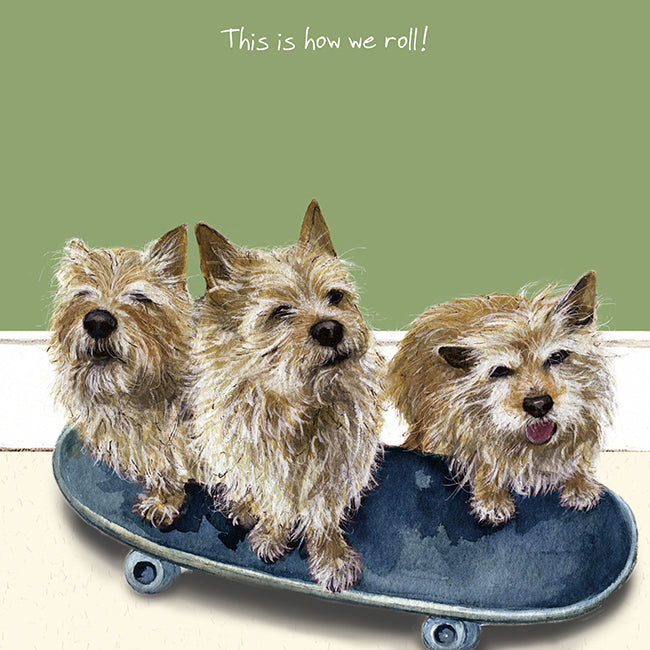 Norwich Terriers Greeting Card – Skateboard