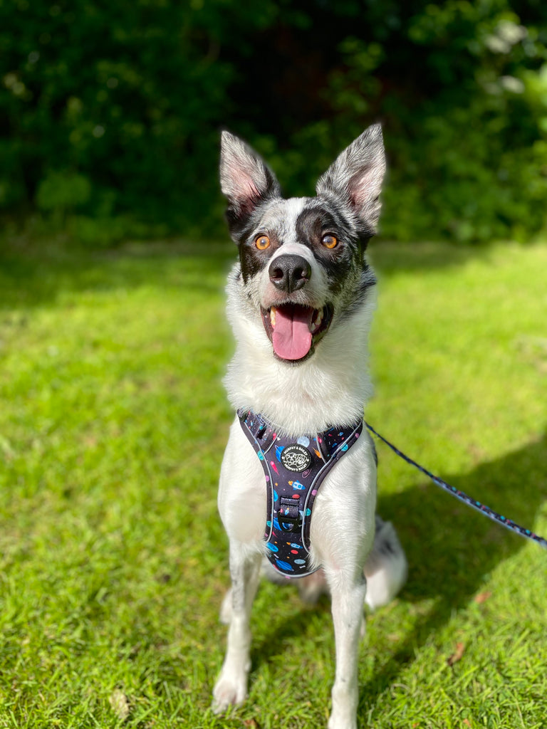 Murphy & Bailey Explore Harness - Space Pawdyssey