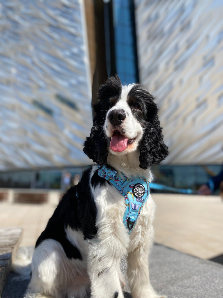 Murphy & Bailey Explore Harness - BLUE- Mutts about Belfast