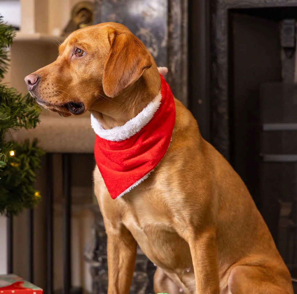 Santa Bandana