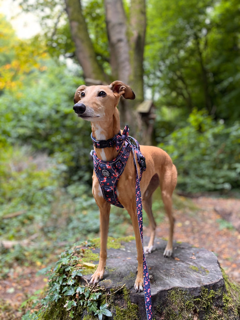 Murphy & Bailey Explore Harness - Let’s get foxy!