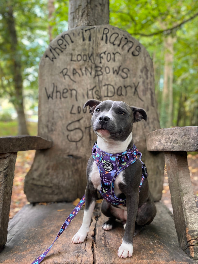 Murphy & Bailey Explore Harness - Dragon Dreams