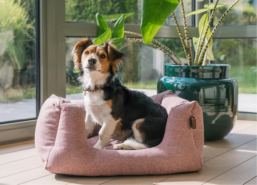Fantail Origin Snooze - Ionic Pink