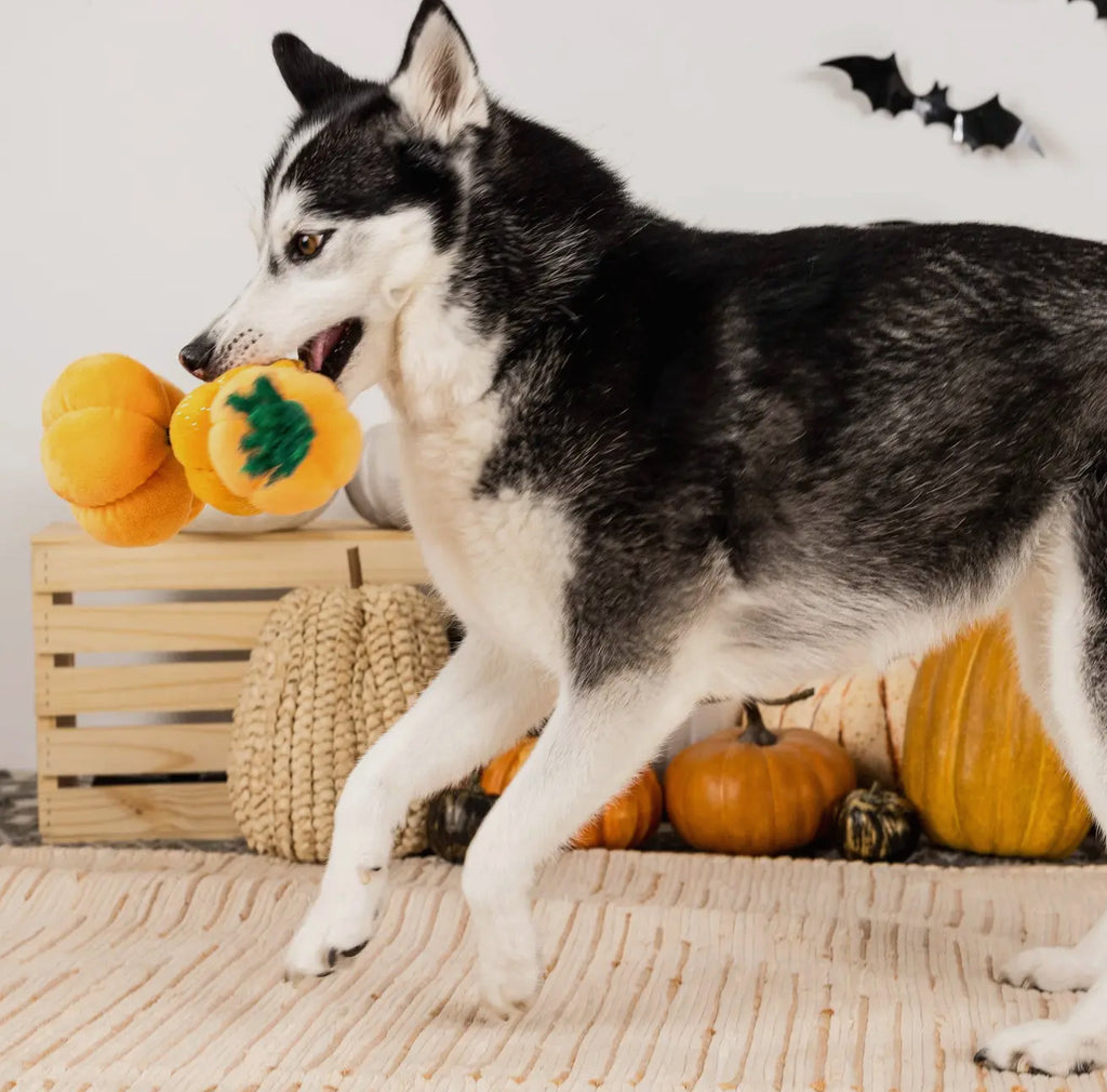 Spooky Creatures - Stack O’ Lantern
