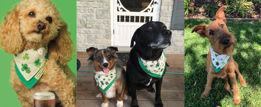 Don’t Forget the Dog - St. Patrick’s Day bandana
