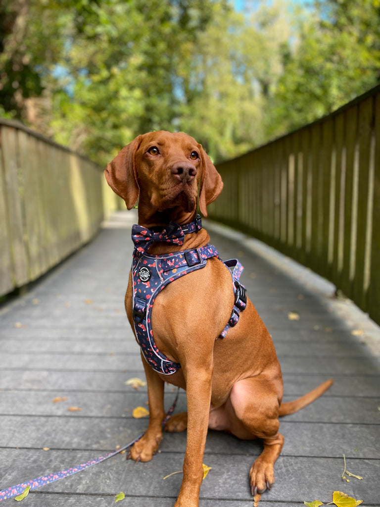 Murphy & Bailey Explore Harness - Let’s get foxy!