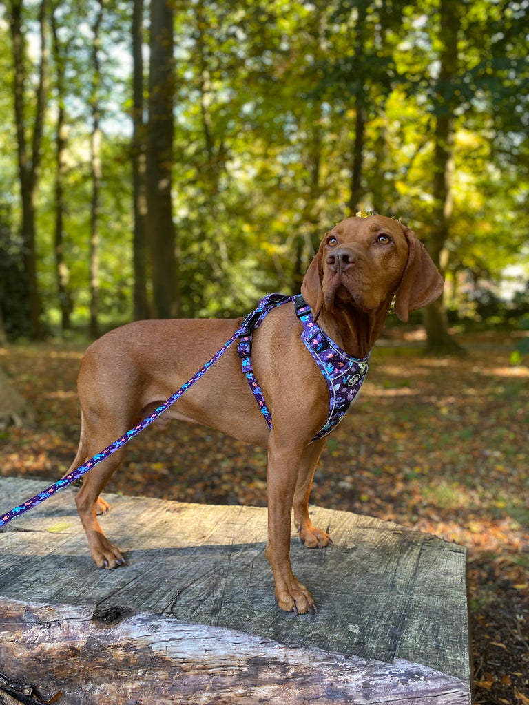 Murphy & Bailey Explore Harness - Dragon Dreams