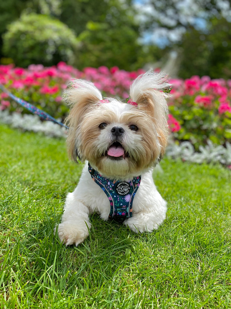 Murphy & Bailey Explore Harness - Belmont Blooms