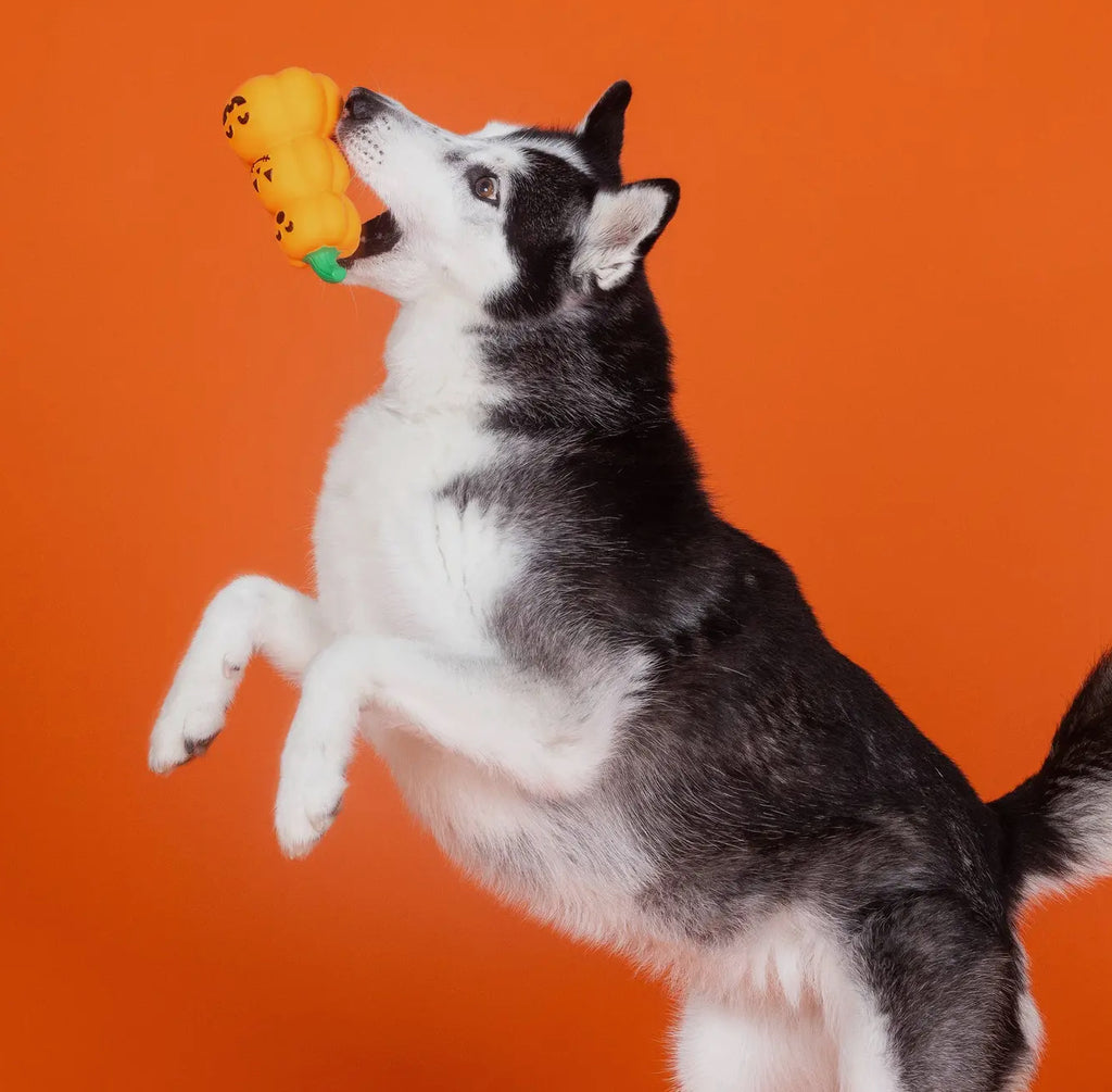 Squeak Boutique - “Go Big or Gourd Home”
