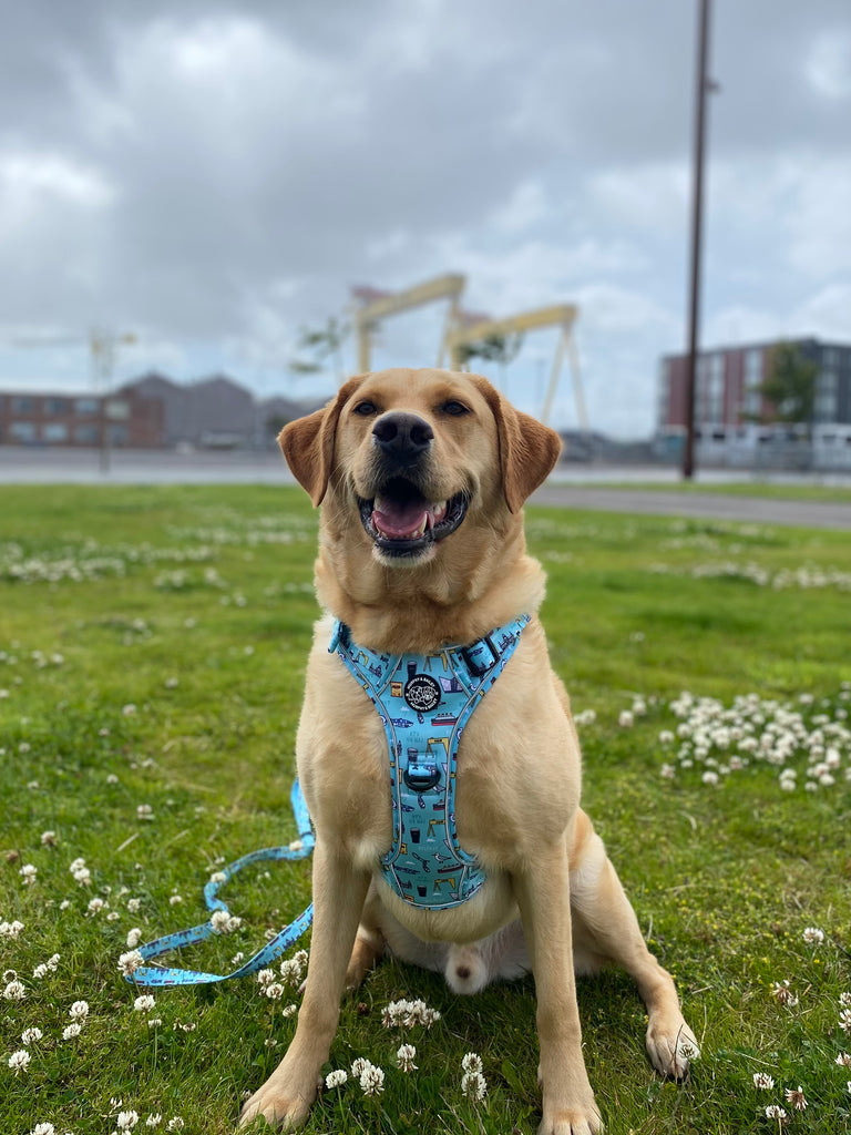 Murphy & Bailey Explore Harness - BLUE- Mutts about Belfast