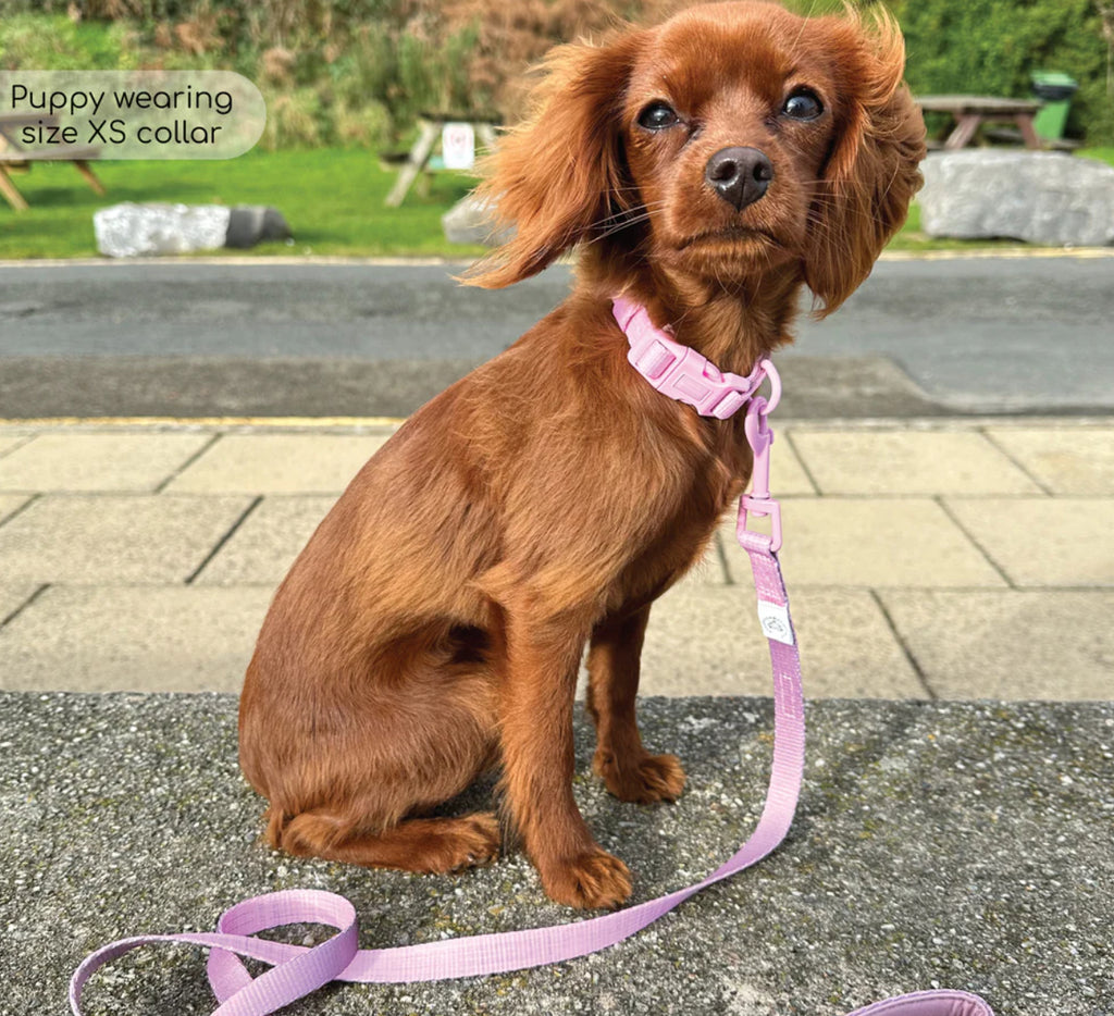 Puppy Collar & Lead Set - Pawsome Paws Boutique