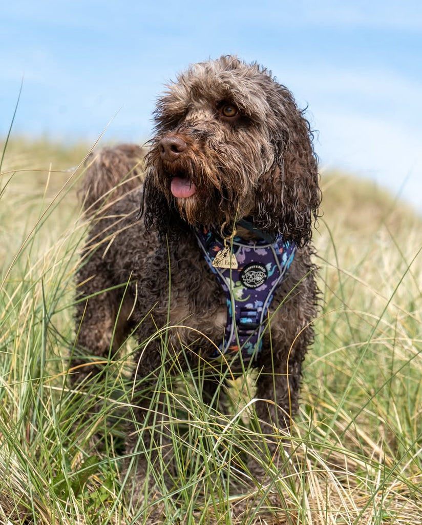 Murphy & Bailey Explore Harness - Dragon Dreams