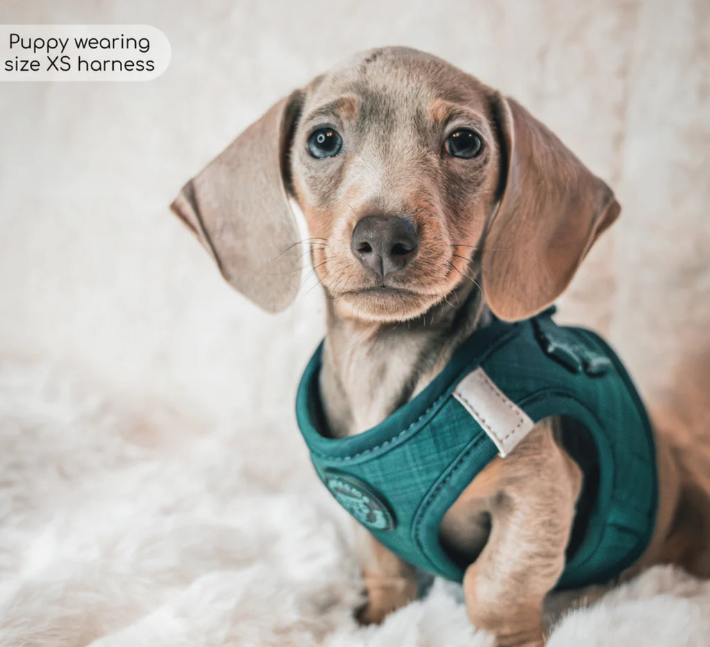 Puppy Harness - Pawsome Paws Boutique