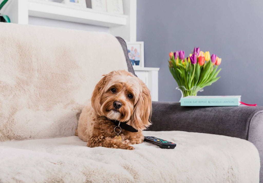 Comfy cover sofa (Pet Rebellion)