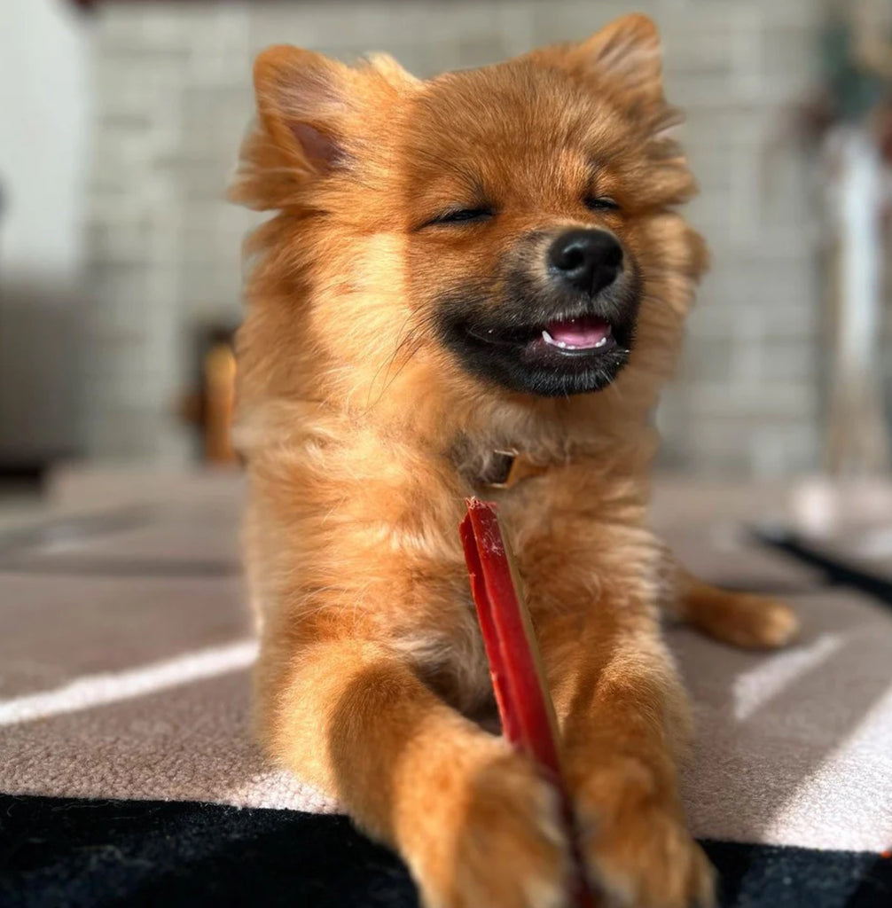 W’zis Fang chews