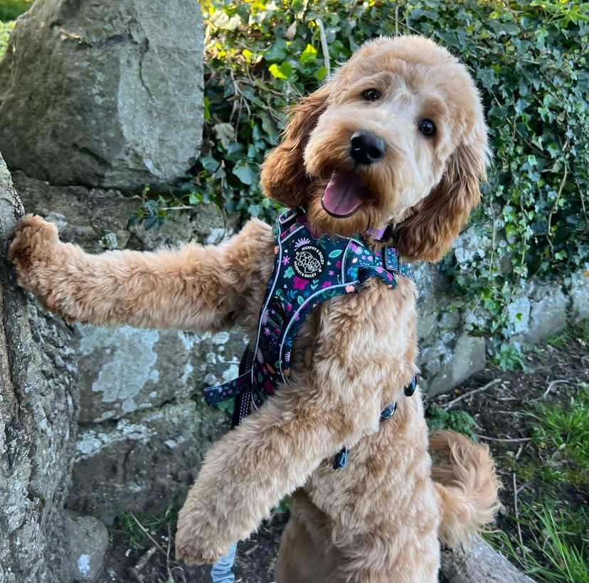 Murphy & Bailey Explore Harness - Belmont Blooms