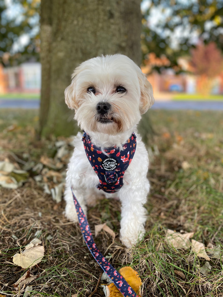 Murphy & Bailey Adjustable Harness - Let’s get foxy!