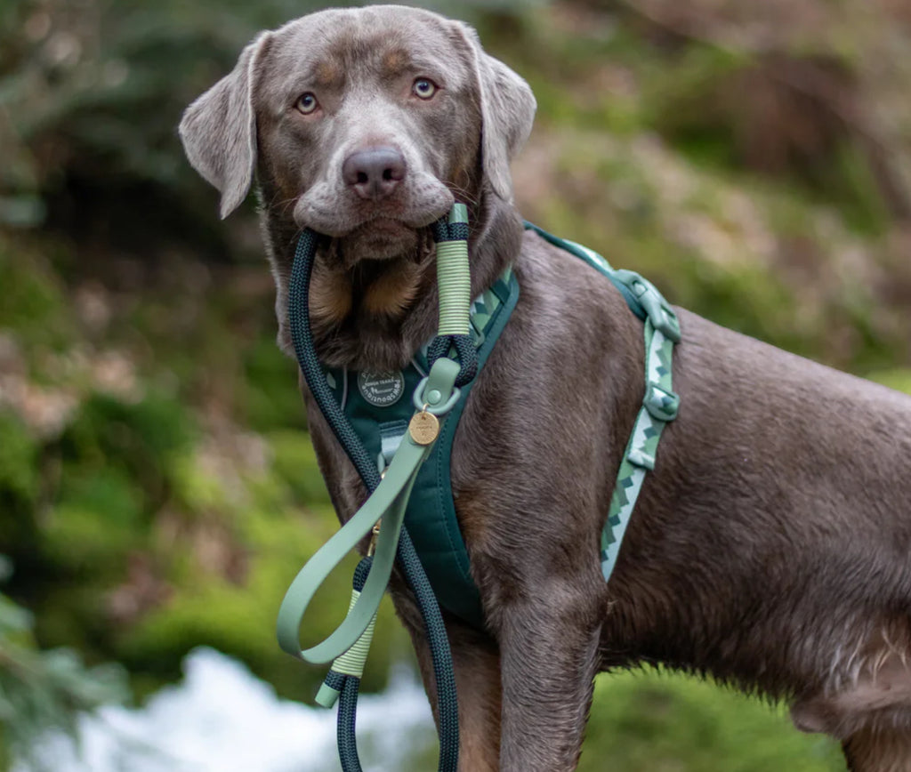Biothane Rope Lead - 4ft