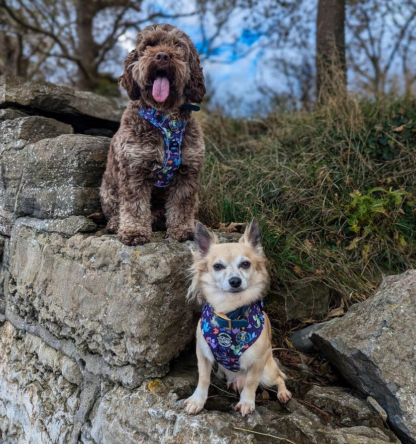 Murphy & Bailey Explore Harness - Dragon Dreams