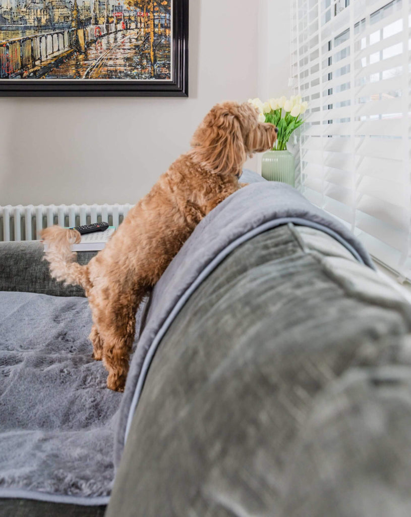 Comfy cover sofa (Pet Rebellion)