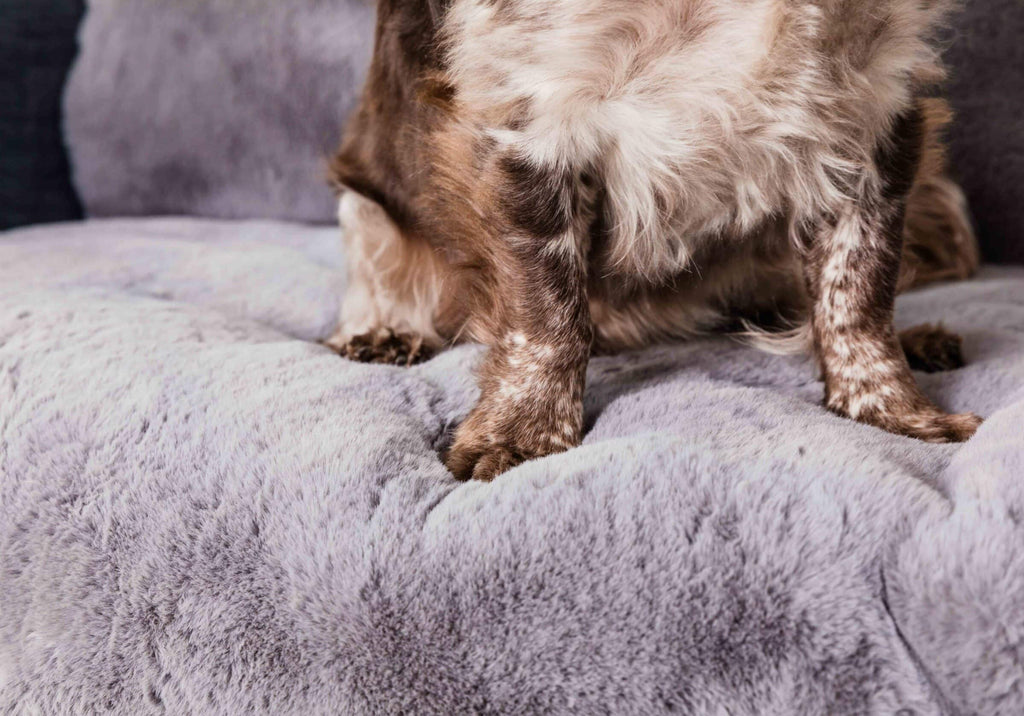 Comfy cover sofa (Pet Rebellion)