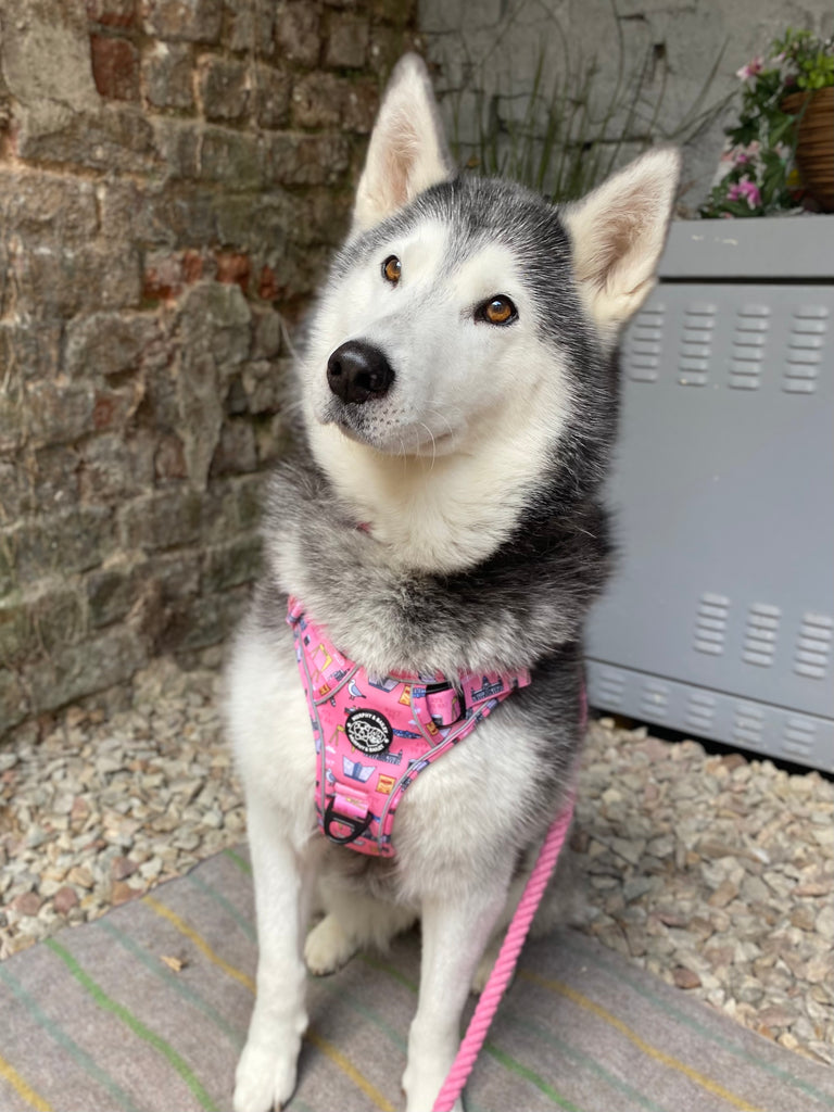 Explore Harness - PINK - Mutts about Belfast