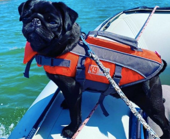 Cheap dog 2025 life jackets
