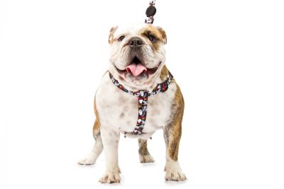 Traditional Step-in Snoopy Harness