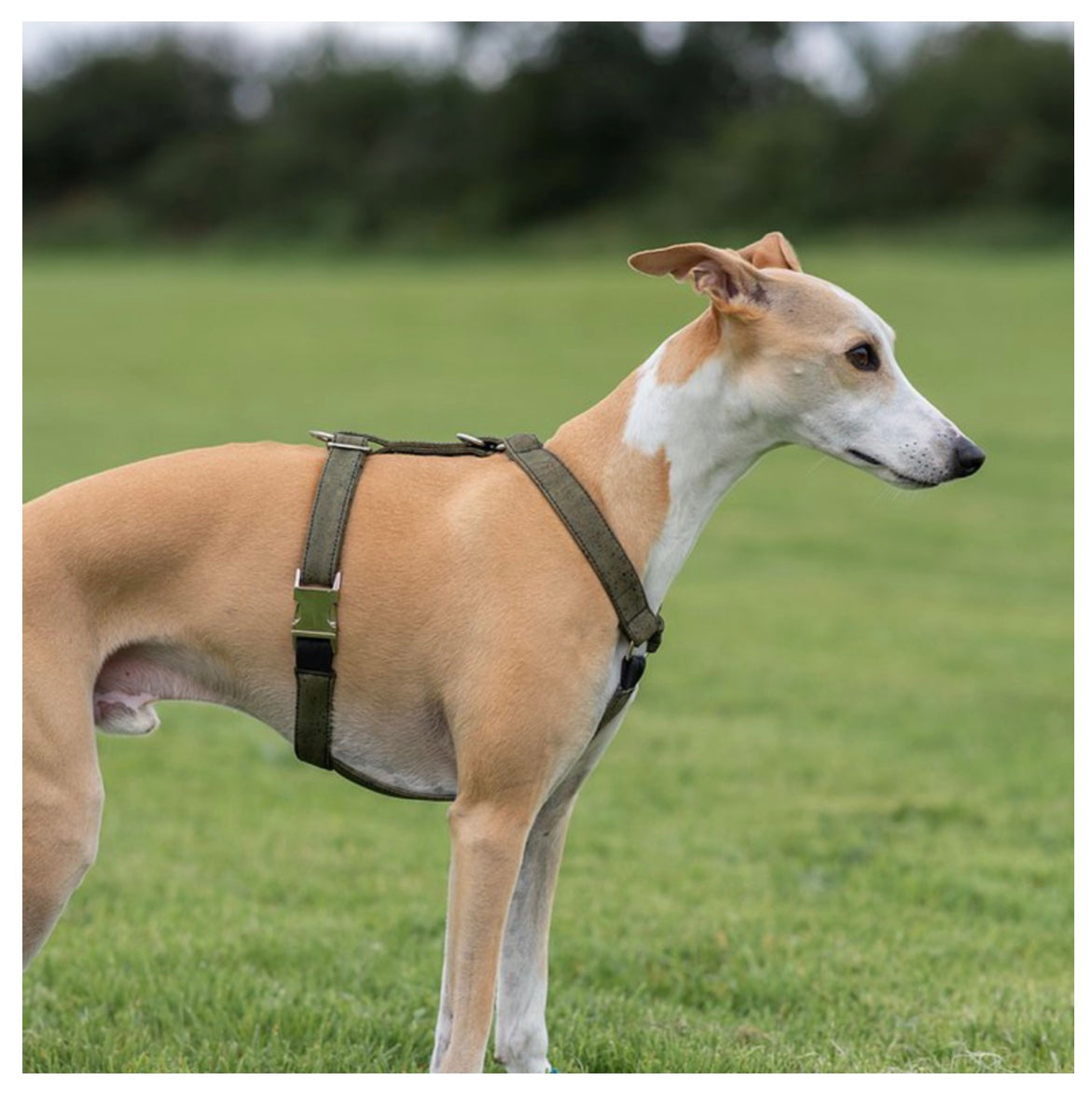 Dog Harness Cork β Murphy Bailey