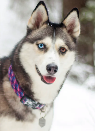 Wilderdog Climbing Rope Collar