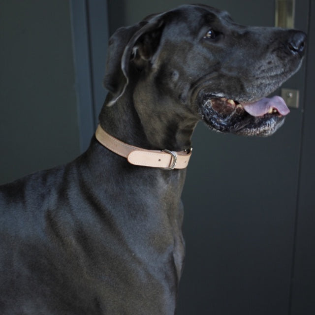 Dog Collar - Natural / Black Leather