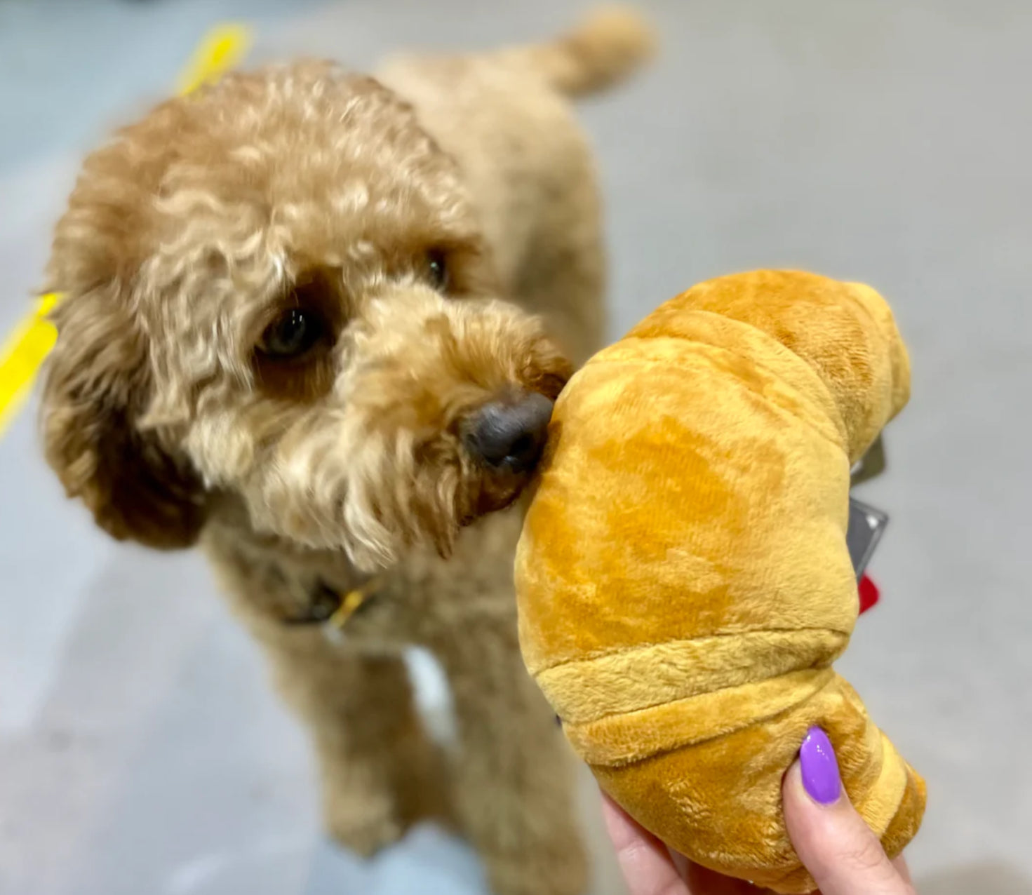 Squeaky and Crinkly Stuffed Dog Toy - Croissant