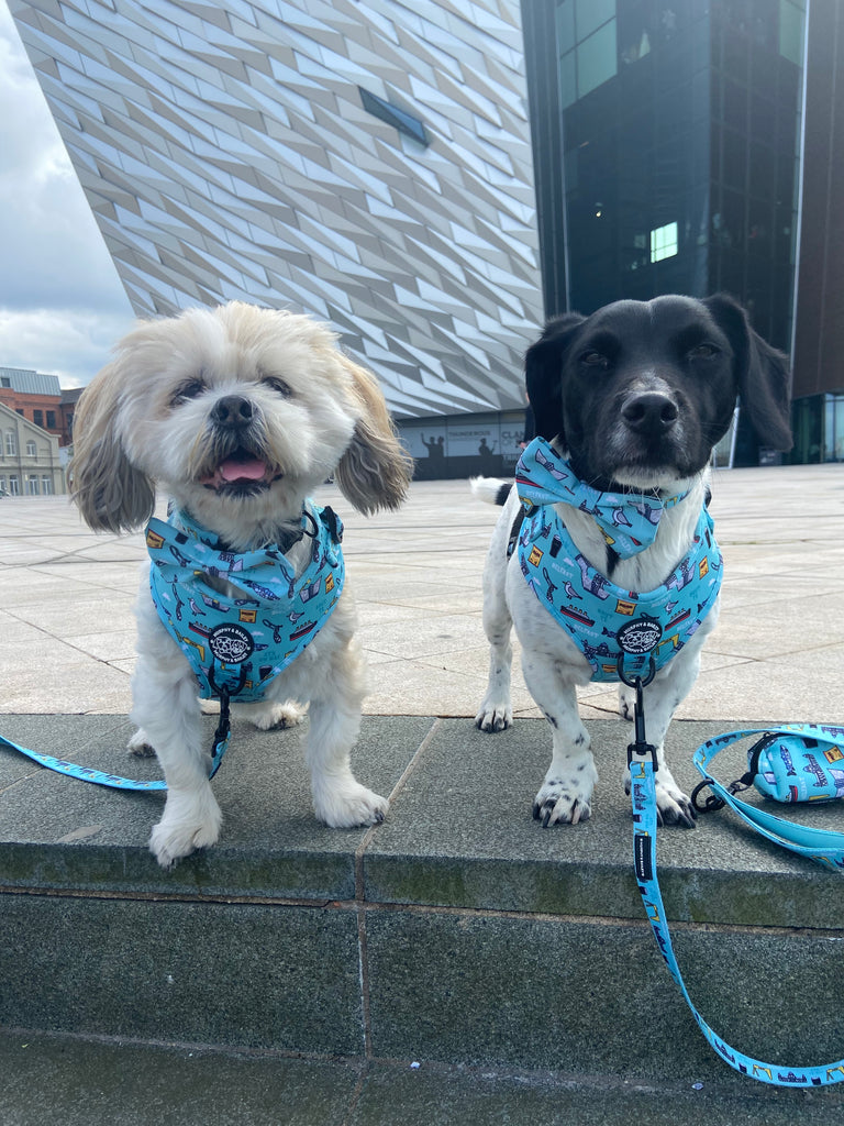 Murphy & Bailey Adjustable Harness - BLUE - Mutts about Belfast